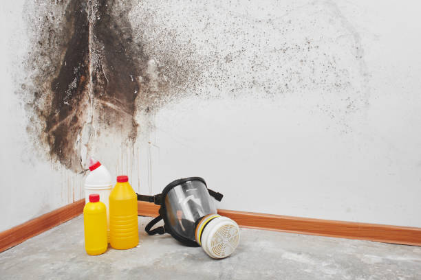 Best Mold Removal Company Near Me  in Oak Park, CA