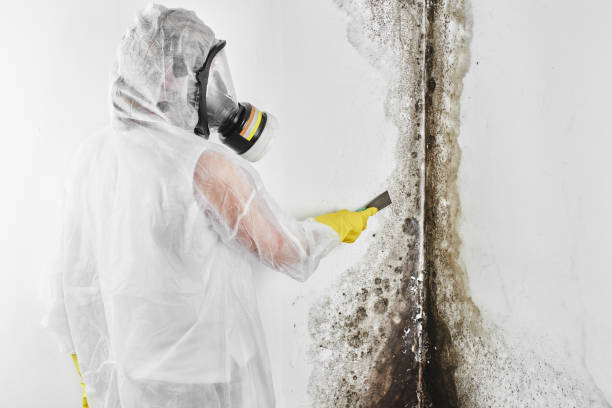 Best Residential Mold Removal  in Oak Park, CA