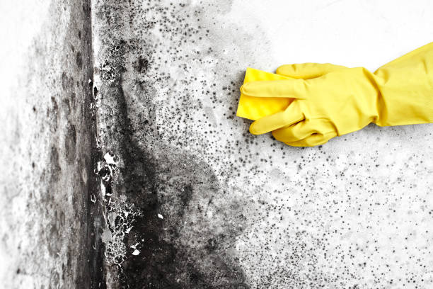 Best Toxic Mold Removal  in Oak Park, CA
