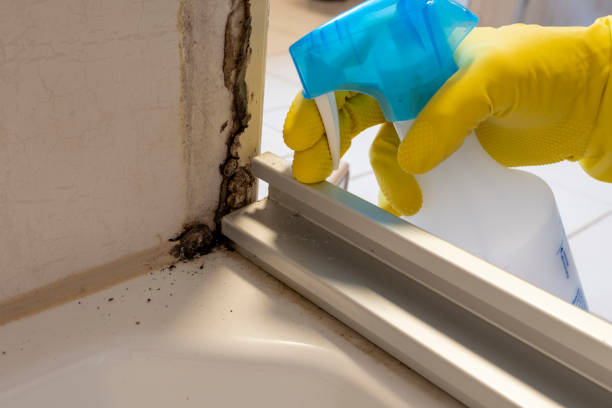 Best Mold Removal Specialists  in Oak Park, CA