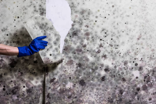 Best Mold Remediation Experts  in Oak Park, CA
