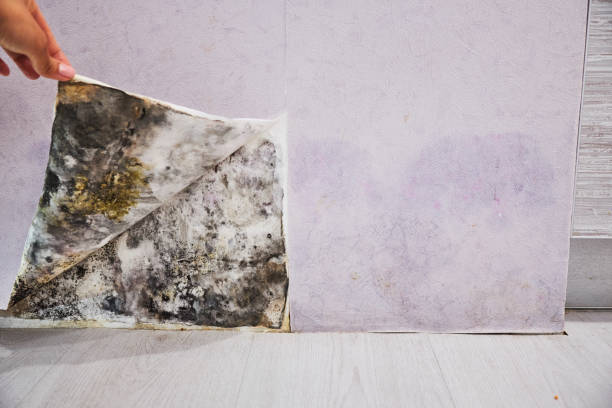 Best Home Mold Removal  in Oak Park, CA
